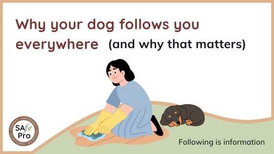 Why your dog follows you everywhere (and what it really means)
