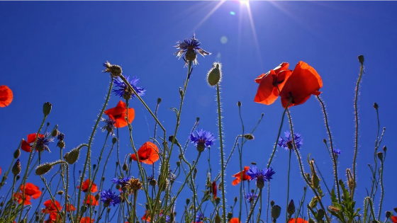 Kindness and love do not know color or form. They shine on everyone.