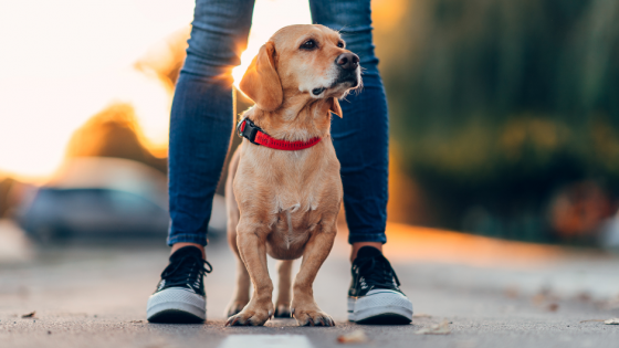 Can Your Dog Catch Your Anxiety?