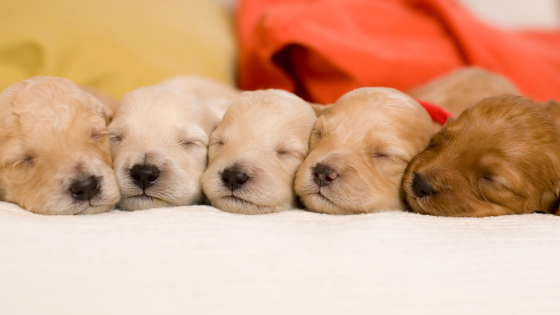 Puppy Yoga; Is it Zen?