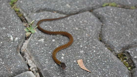 THE SNAKE ON THE ROAD