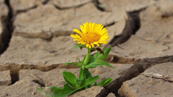 Why Having A Surviving Attitude Will Always Give You A Surviving Reality