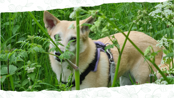 Cultivating Canine Behaviour: Why Training is Like Gardening