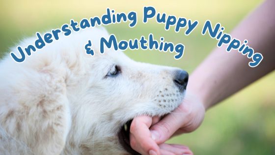 Troubleshooting Puppy Biting