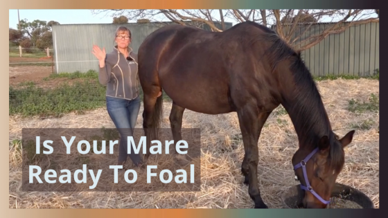 Signs Your Mare Is Close To Foaling