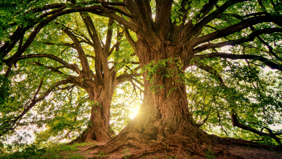 Communing With Trees