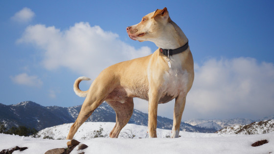 How to Measure for Dog Coat Patterns