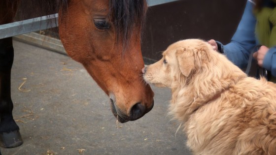 🐶 How to Stop Your Dog Barking At Everything (Kindly & Effectively)