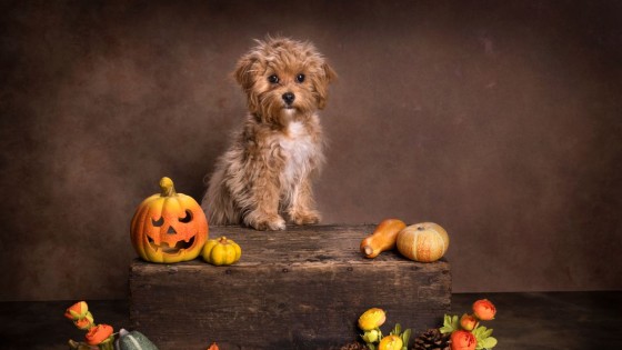 🐾 Building Your Dog’s Confidence, One Brave Sniff at a Time