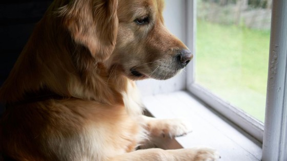 Why Separation Feels So Hard for Dogs (and How the 4 Ds Can Help)