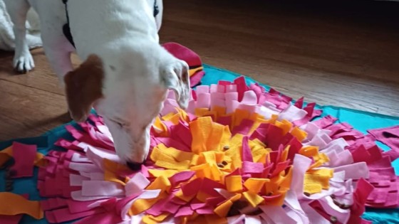 How to Help Your Dog Cope With Being Left Alone: Top Enrichment Ideas for Calm, Happy Dogs