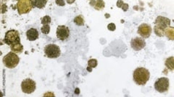 course image