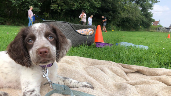 One to One Dog Training or Group Dog Training Classes?