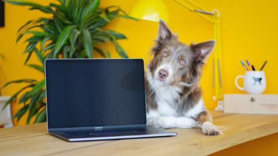 In-person Dog Training Versus Online Dog Training