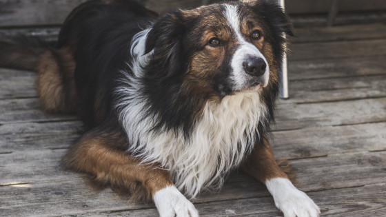 Why does my sheepdog chase cars and bikes?  