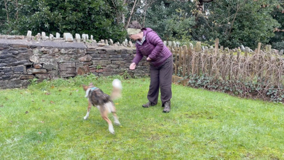 Games-Based Dog Training