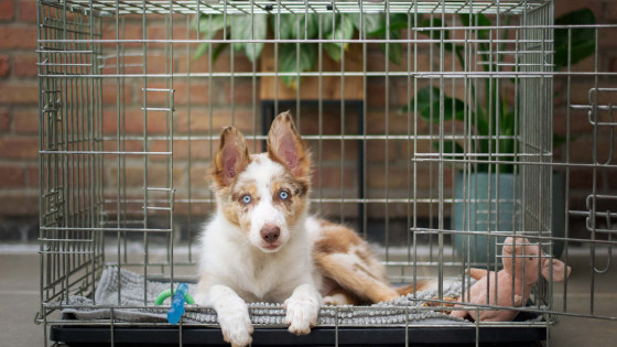Should You Crate Train A Puppy?