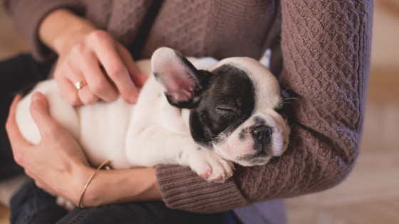  Separation – 1) Developing Independence In Dogs