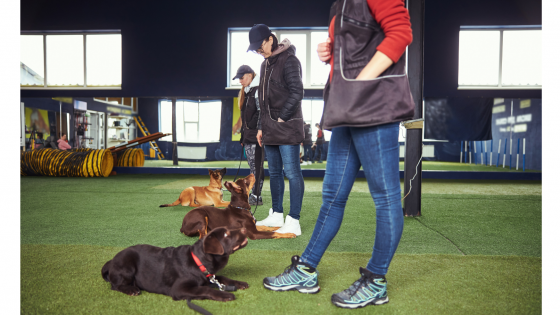 Are we really meeting our puppy and dogs' needs by joining group training classes?