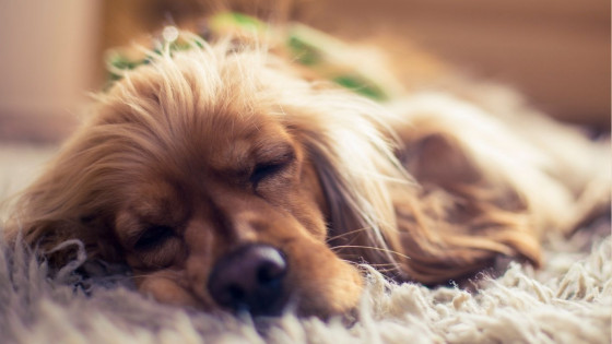 Understanding a Dog's Sense of Safety