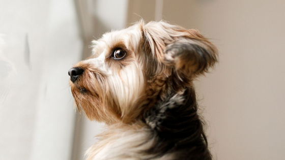 How easy is it to support your dog with Separation Anxiety?