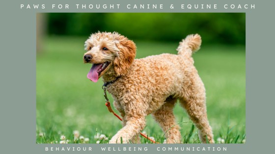 Rediscover the Joy of Dog Walking: A Journey for Both You and Your Dog