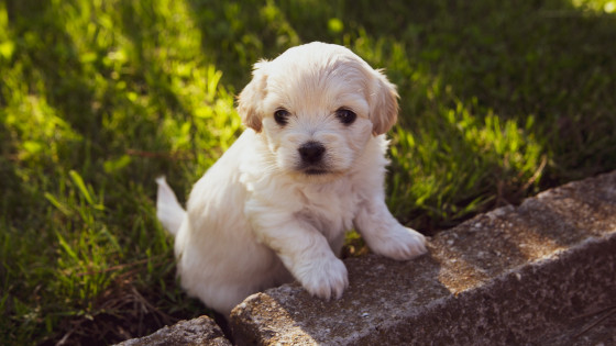 SEPARATION – 3) ENCOURAGING INDEPENDENCE