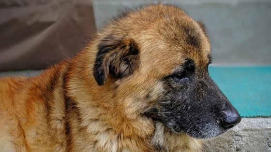 SEPARATION- 8) THE SIGNS OF SEPARATION ANXIETY