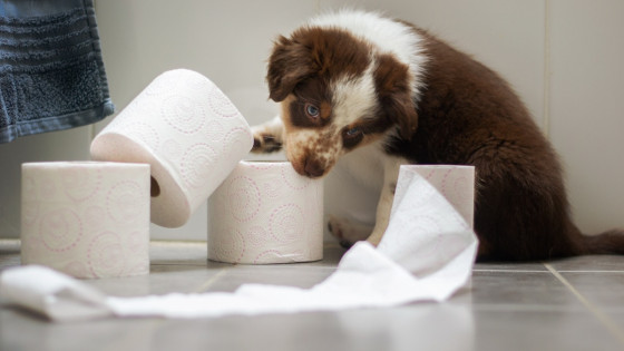 How To Toilet Train Your Puppy