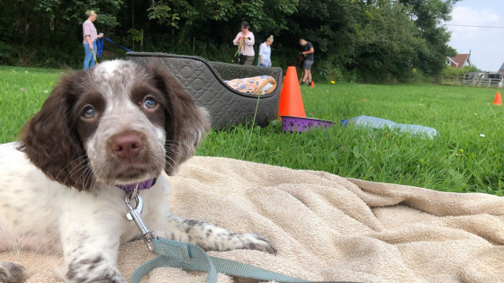 One to One Dog Training or Group Dog Training Classes?