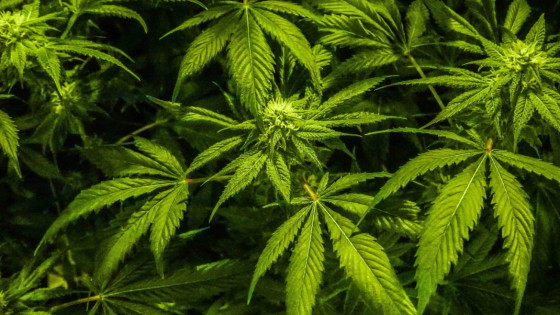 Demystifying Cannabis