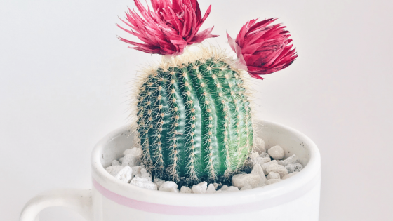 Gratitude is the Energy of Receiving