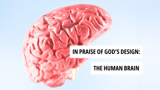 In Praise of God's Design: The Human Brain