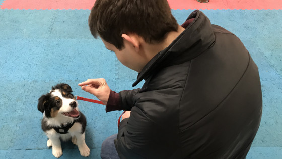 My Son: The Vajra Dog Trainer 