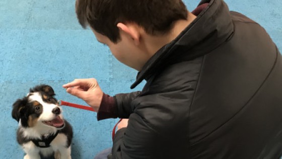 My Son: The Vajra Dog Trainer