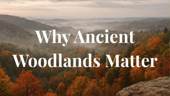 Why Ancient Woodlands Matter More Than Ever