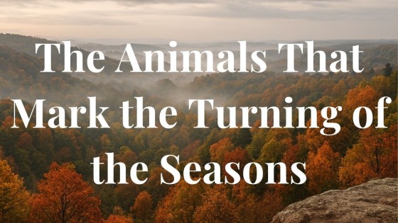 The Animals That Mark the Turning of the Seasons
