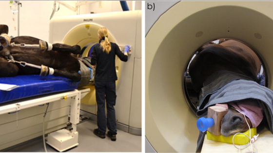 Hästens halskotpelare och intressant studie