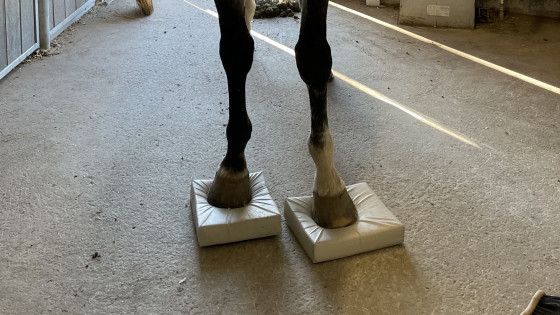 Träna hästen med balanspaddar