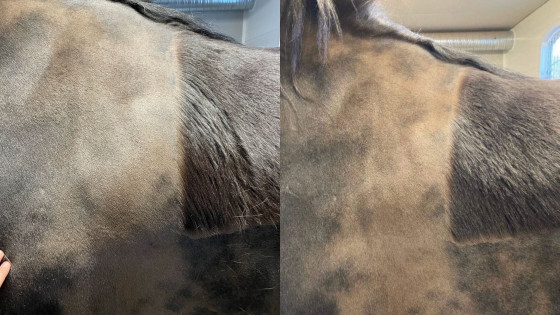 Lymfmassage på häst