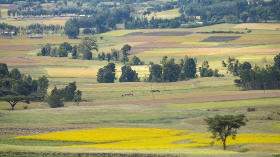 Short Observation on Facilitating the PIPA Program in the Northern Part of Ethiopia