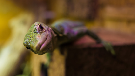 #57 Sluta tjata genom att bli nyfiken