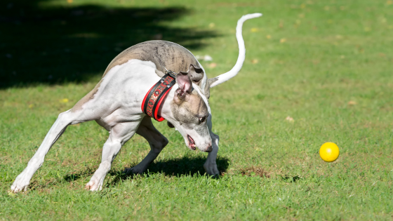 Is your dog, or young puppy in pain?