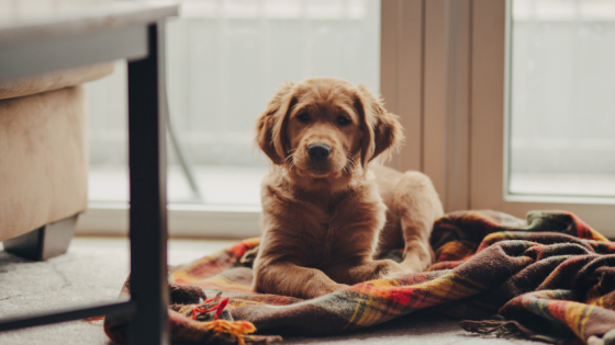 Socialisation or Training - what matters?