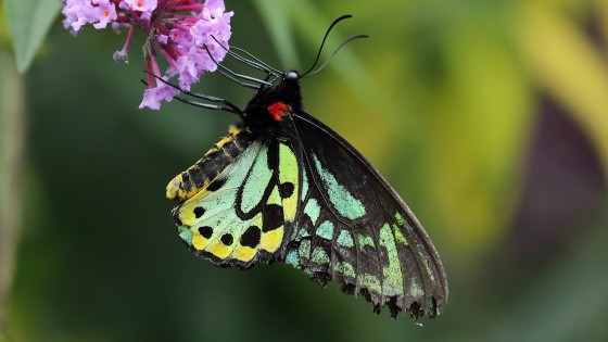 A Butterfly, A Vine and A Wish