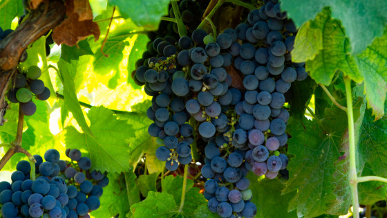 ¿Qué significa Cabernet Sauvignon en los vinos?