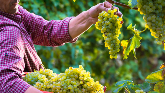 ¿Cuál es el proceso de elaboración del vino blanco?