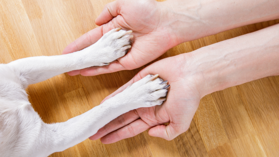 Välkommen till Jess2Dogs!