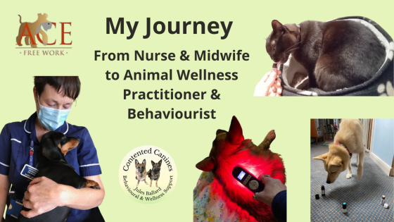 How did I choose to work with animals