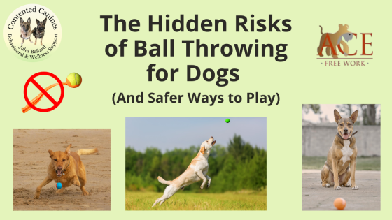 The Hidden Risks of Ball Throwing for Dogs (and Safer Ways to Play)